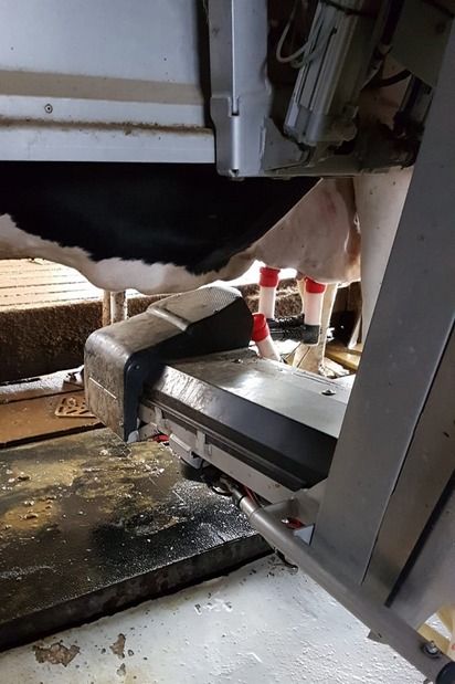 Bild 1: Melkrobotor im Einsatz